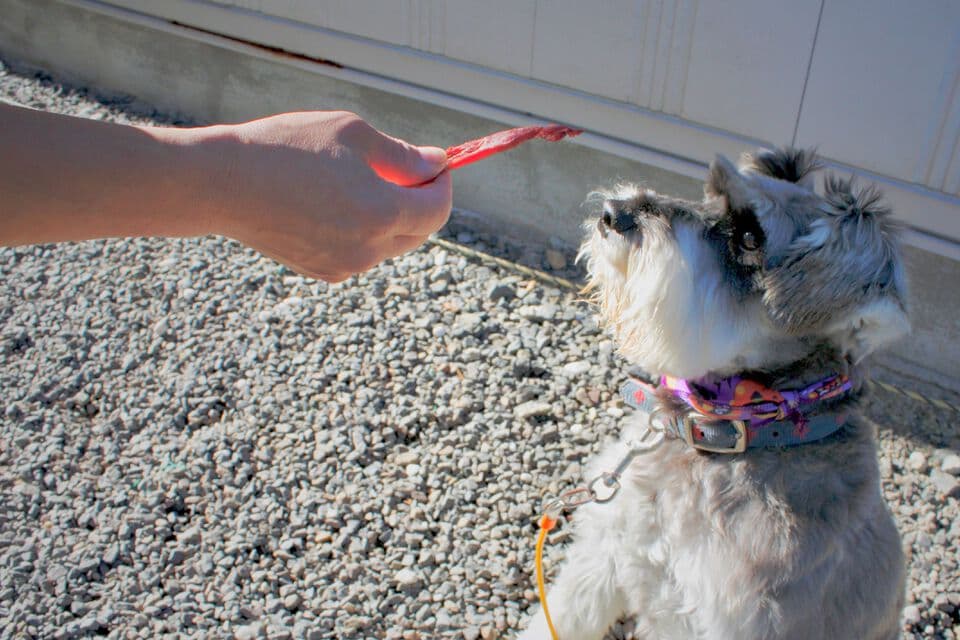 犬猫が喜ぶ！　hachi