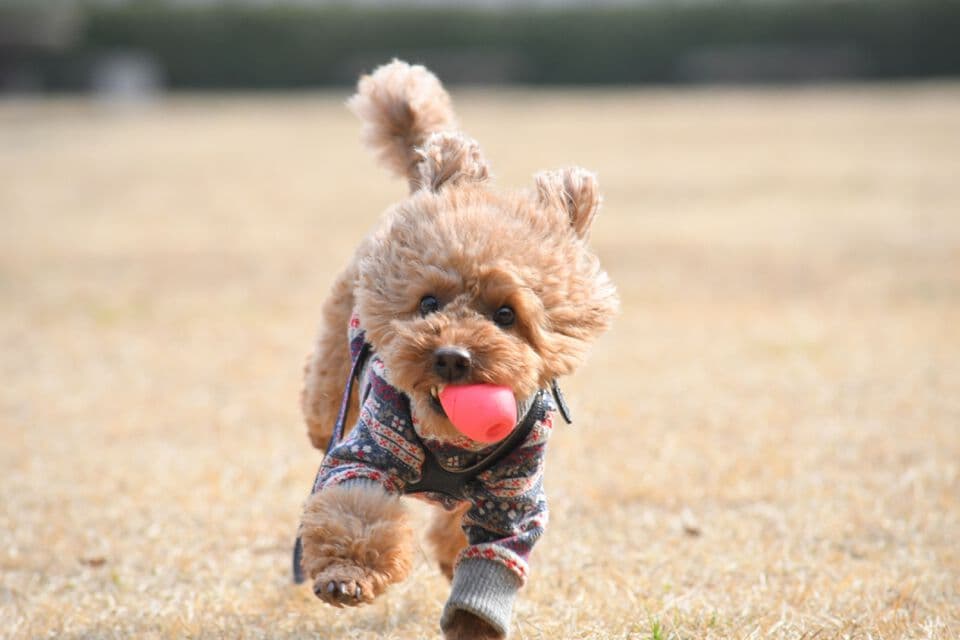 食事はパートナーにとって楽しみの一つ　hachi